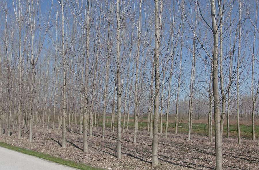 Trikala and Pertouli: Plane-Tree Squares and Mountain Meadows